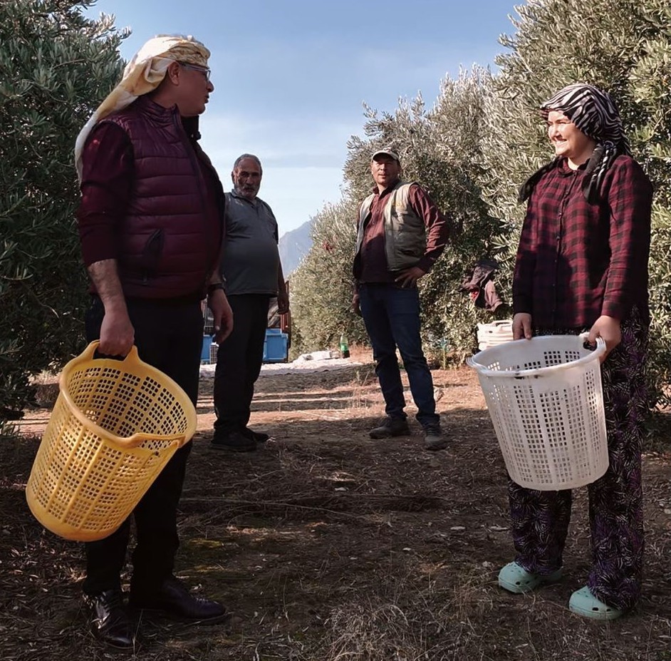 Başkan Öküzcüoğlu Çiftçilerle Birlikte Zeytin Hasadı Yaptı Isindetayi