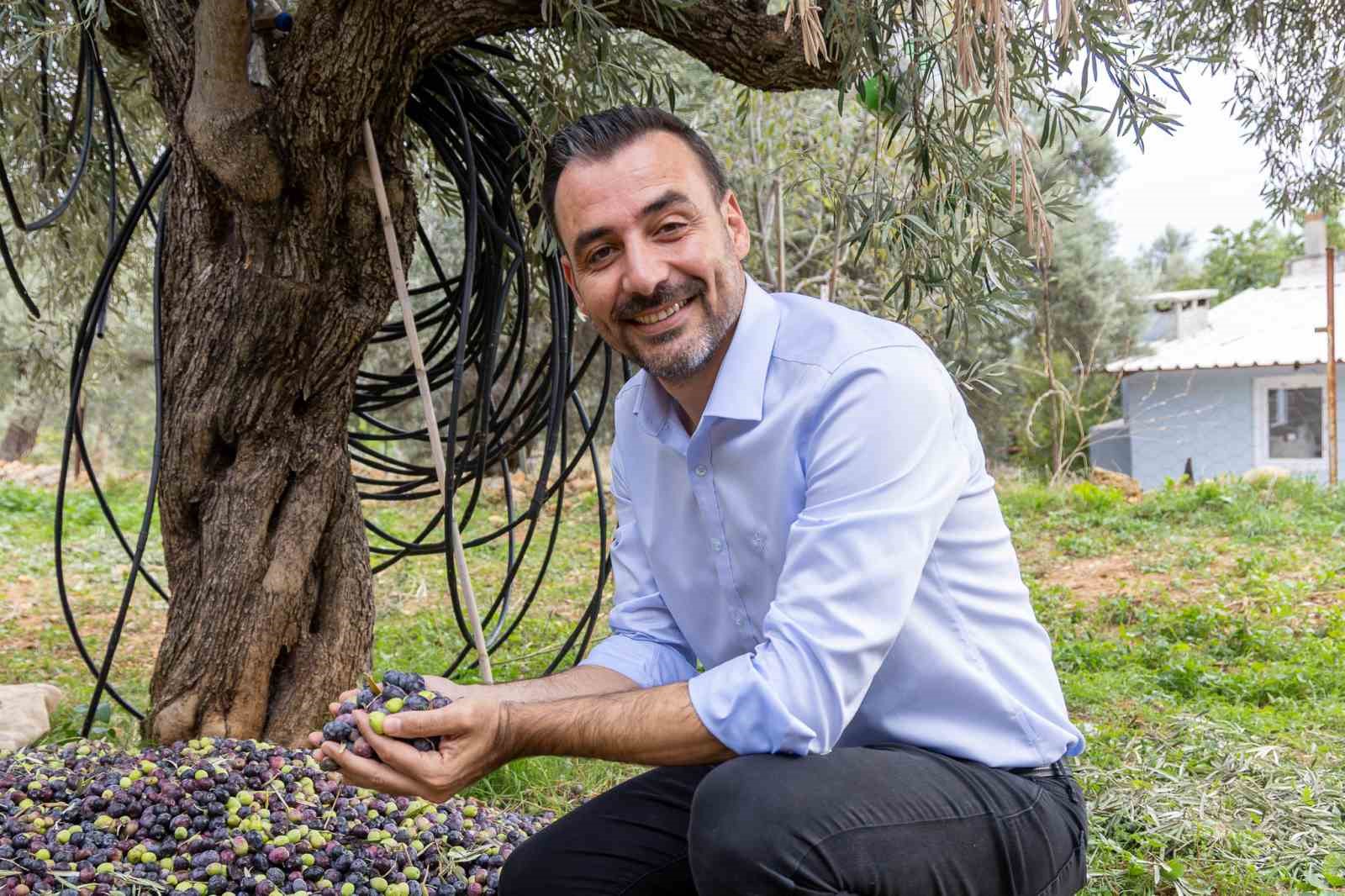 Manavgat’ta Zeytin Ve Zeytinyağı Festivali Isindetayi