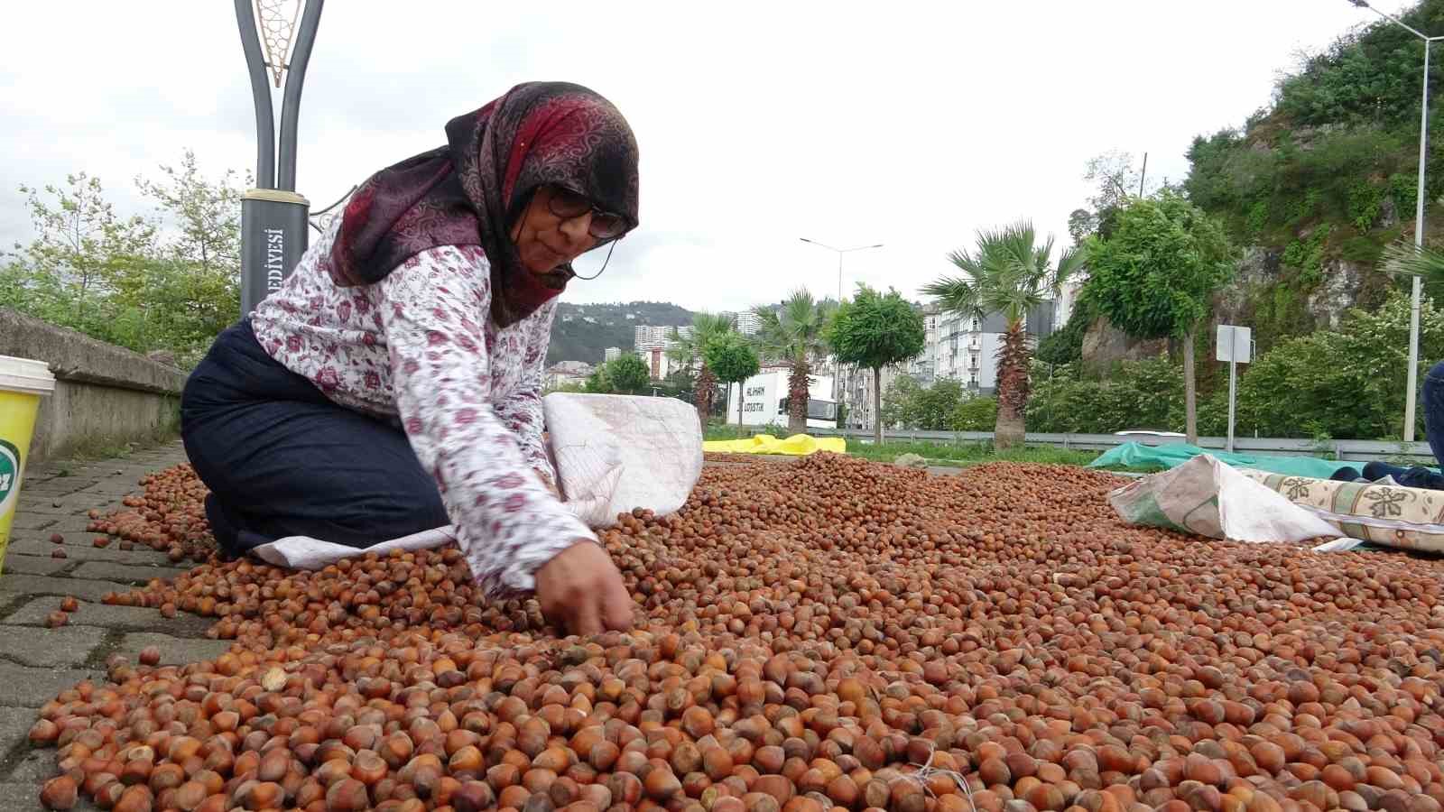 Giresun’da Fındık Fiyatı 250 Tl’ye Geriledi, Üretici Umudunu Yeni Yıla Bıraktı Isindetayi-1