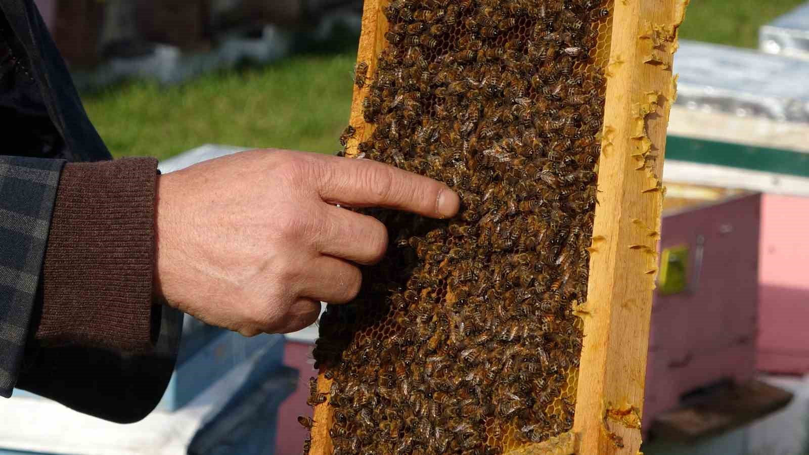 Türkiye’de En Fazla Bal Üretiminin Yapıldığı Ordu’da Arıcılar Sezona Hazırlanıyor Isindetayi Bal