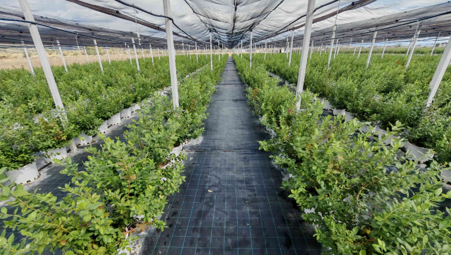 Bluefarm Yatırımı Hayata Geçirildi Haber Isindetayi