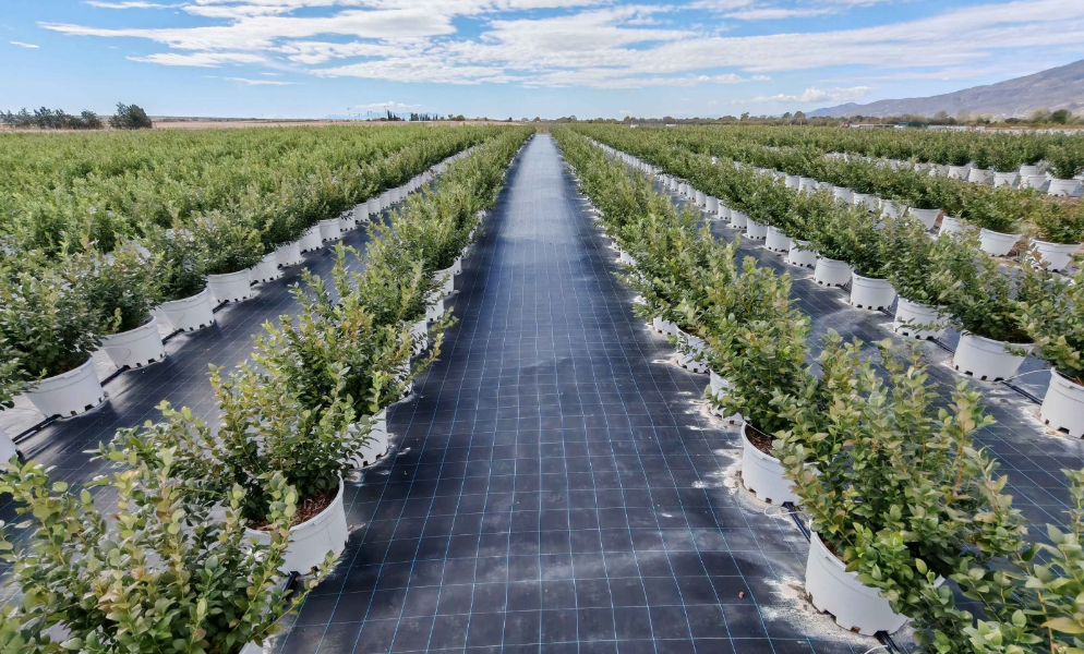 Bluefarm Yatırımı Hayata Geçirildi Isindetayi