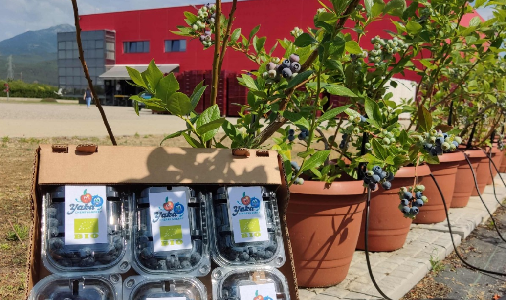 Tcd Trading Yaban Mersini İsi̇ndetayi̇