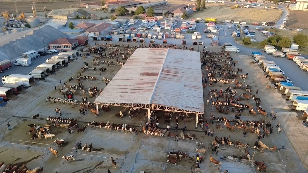 Hayvan Fiyatları Düşüşte, Besiciler ‘Tam Alım Zamanı’ Diyor Isindetayi