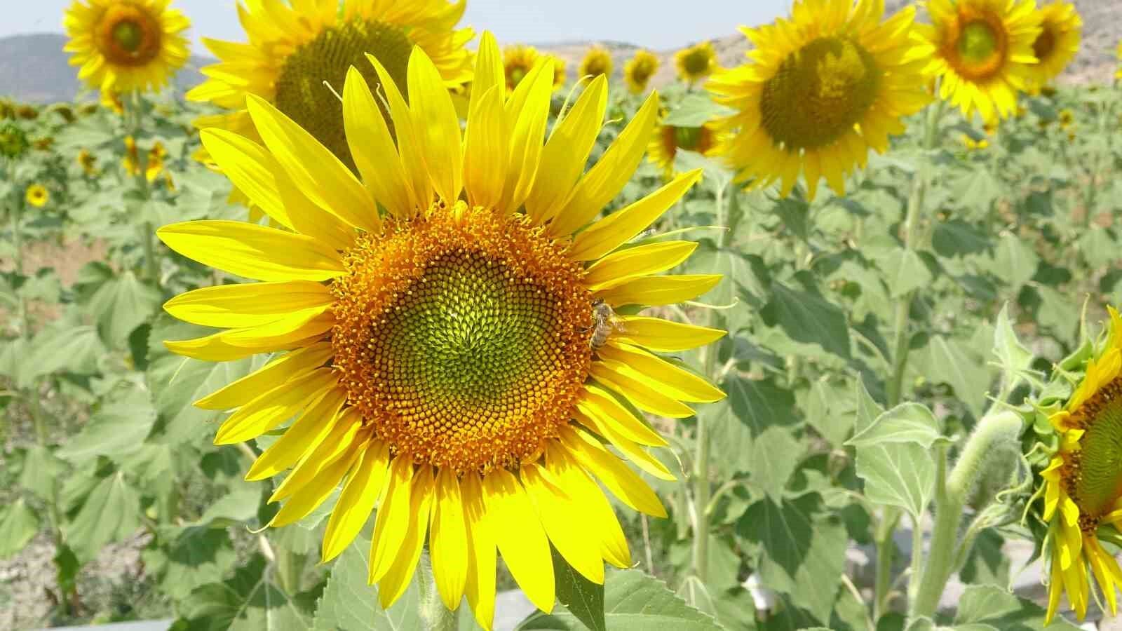 Sedir Balının Ardından Ayçiçeği Balı Sezonu Başladı Isindetayi Haber
