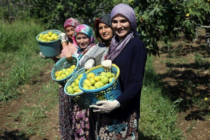 Bakan Yumaklı İncir, Ülkemizin En Büyük Zenginliklerinden Biridir Haber Isindetayi