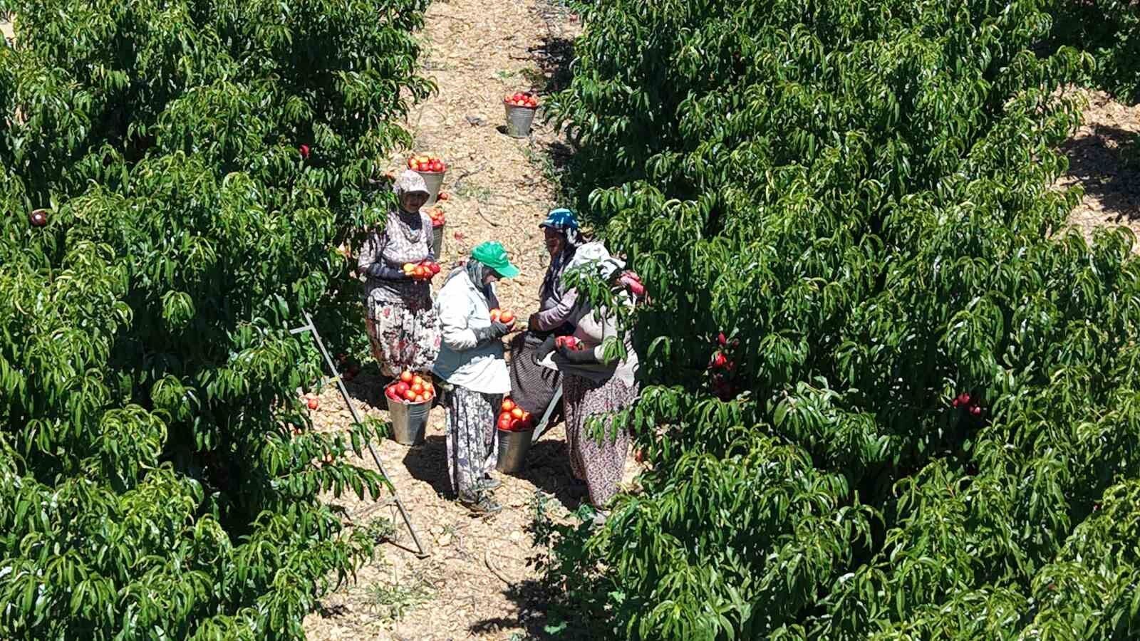 İznikli Nektarin Üreticisinden Fiyat Tepkisi Haber Isindetayi