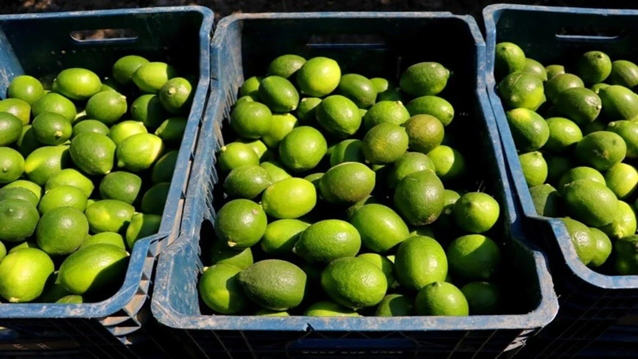 Adana’da Limon Hasadı Başladı Rekolte Rekor, Fiyat Dipte Isindetayi (2)
