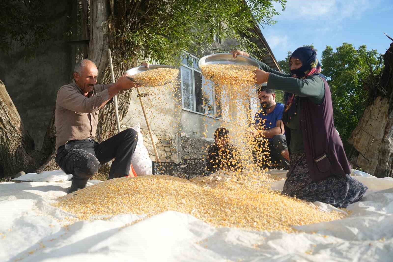 Muş’ta Geleneksel Yöntemle Mısır Hasadı Haber Isindetayi
