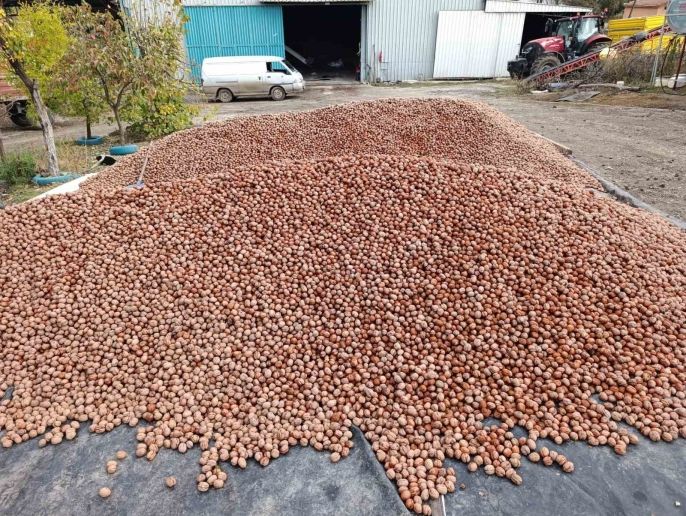 Edirne’de Ceviz Bereketi Karaağaç Köyü 400 Tonluk Rekolteye Hazırlanıyor Isindetayi-1